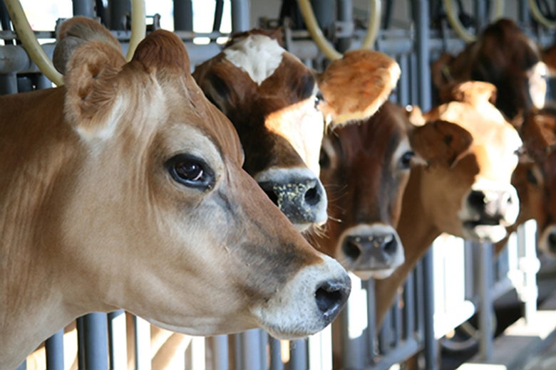  Milk memories and marketing