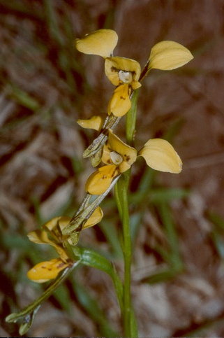 Our own Wollemi Pine?