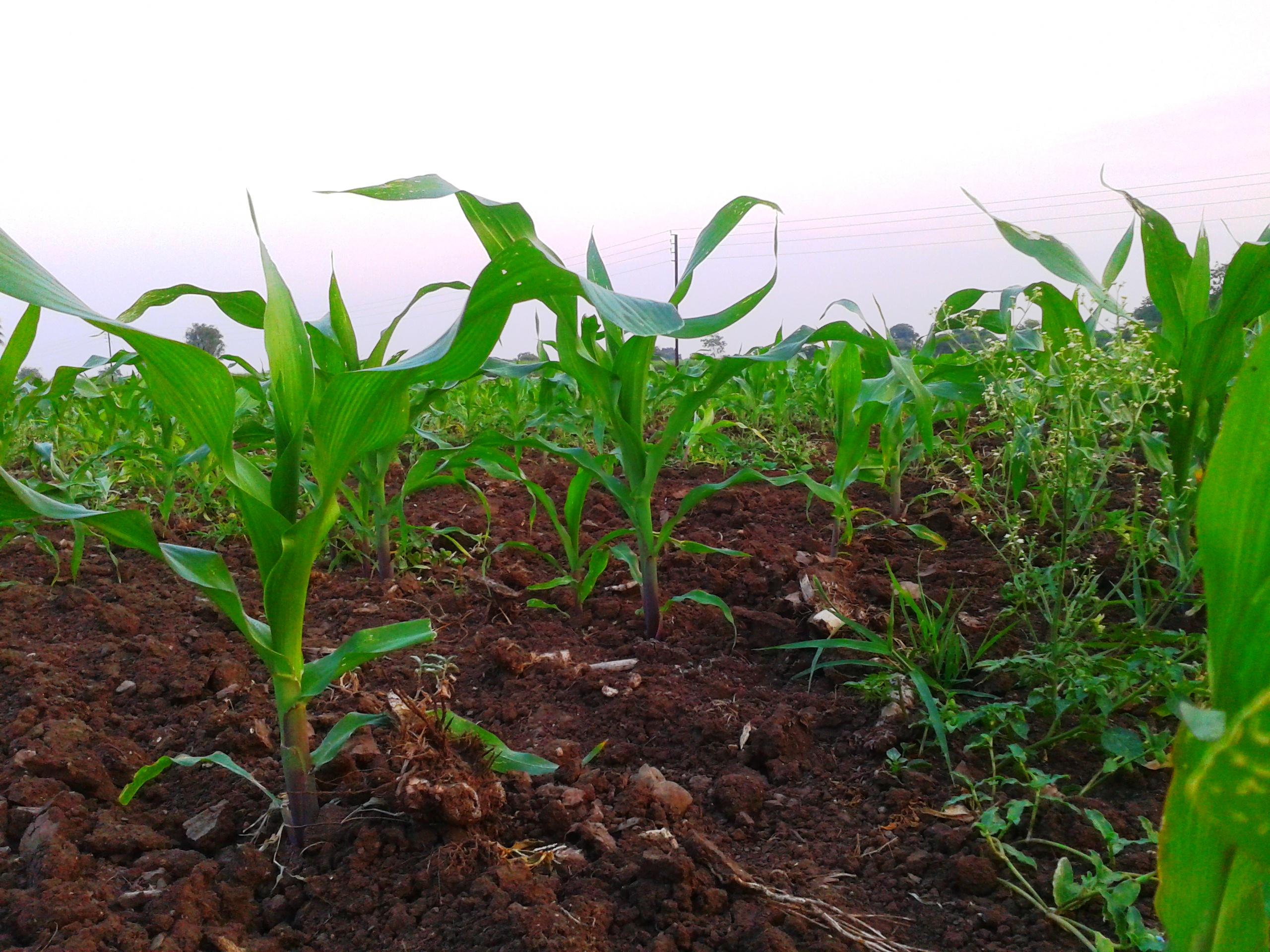  Creating Healthy Soil Workshop
