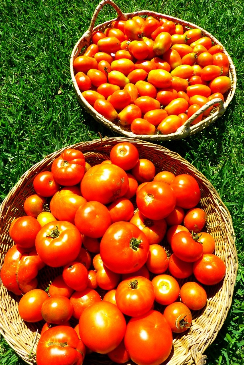  Tomato Time!