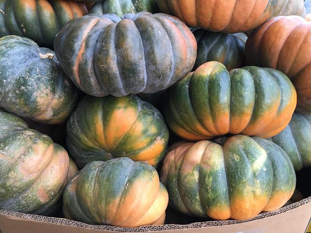  Party Pumpkins on Parade