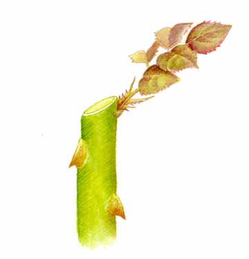  Winter and Bare-Rooted trees