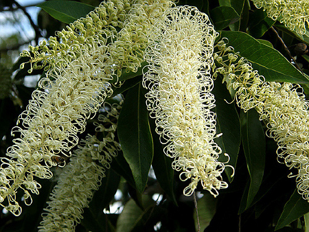  Shade in Summer Part two