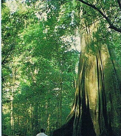  Kiss the brush goodbye?