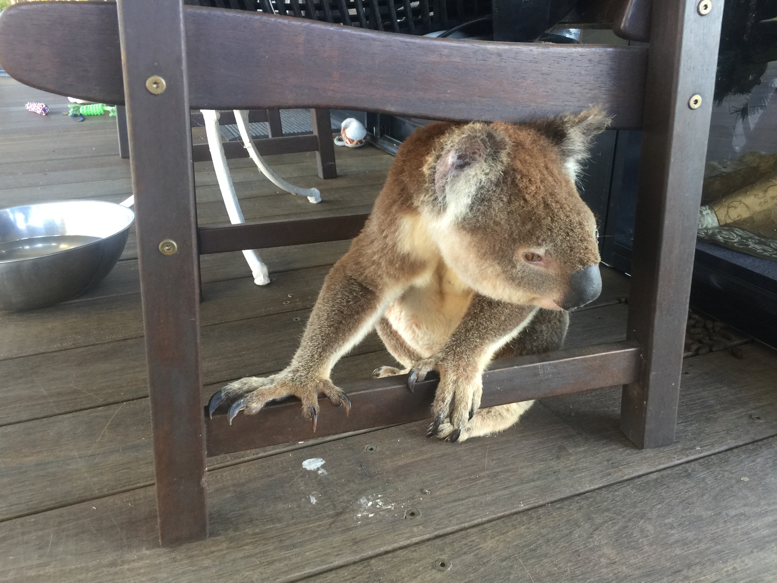  Furry friends and neighbours