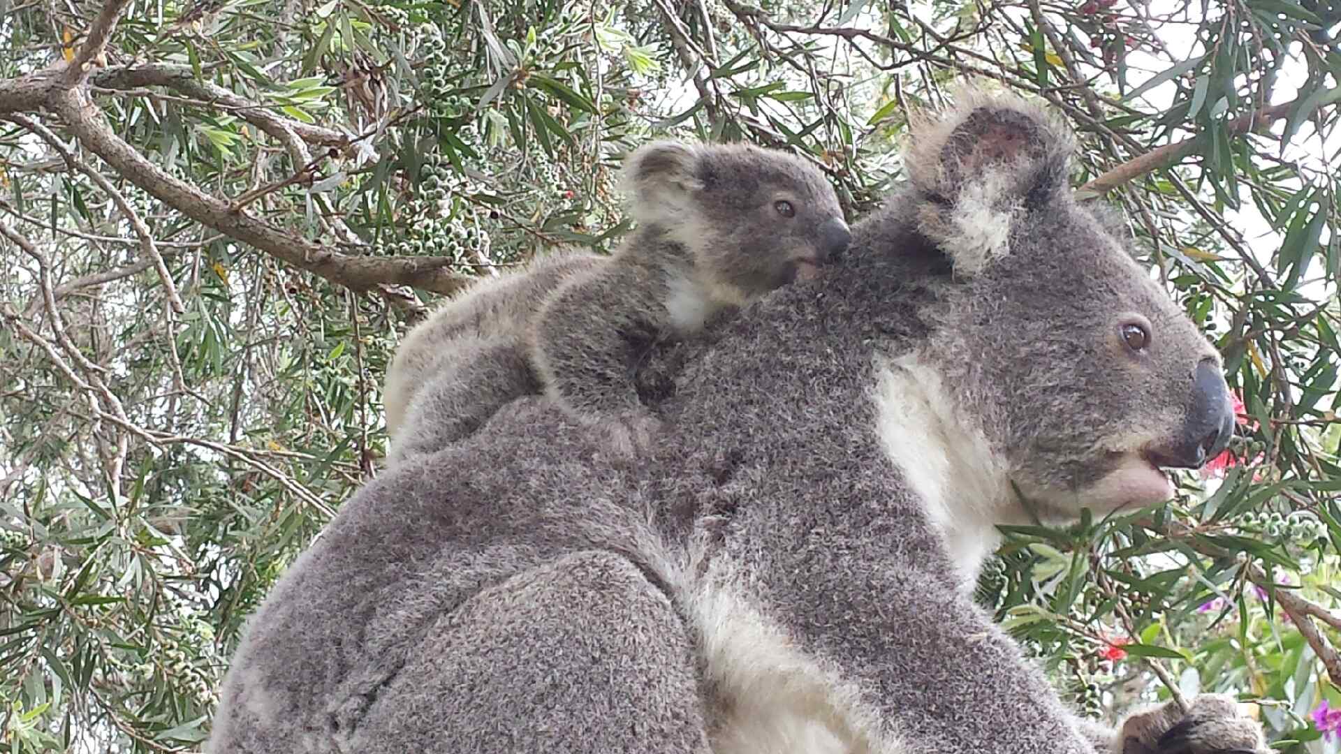  Koalas are in strife…