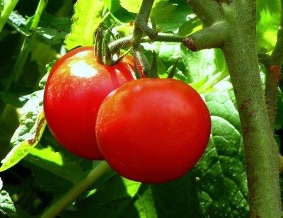 TOMATO MYTHS