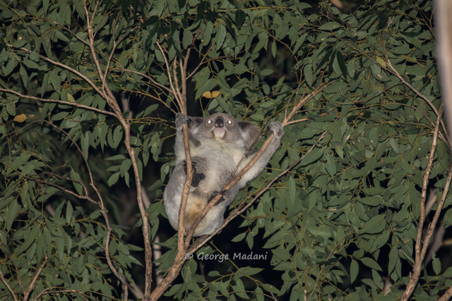  Local koalas get a boost