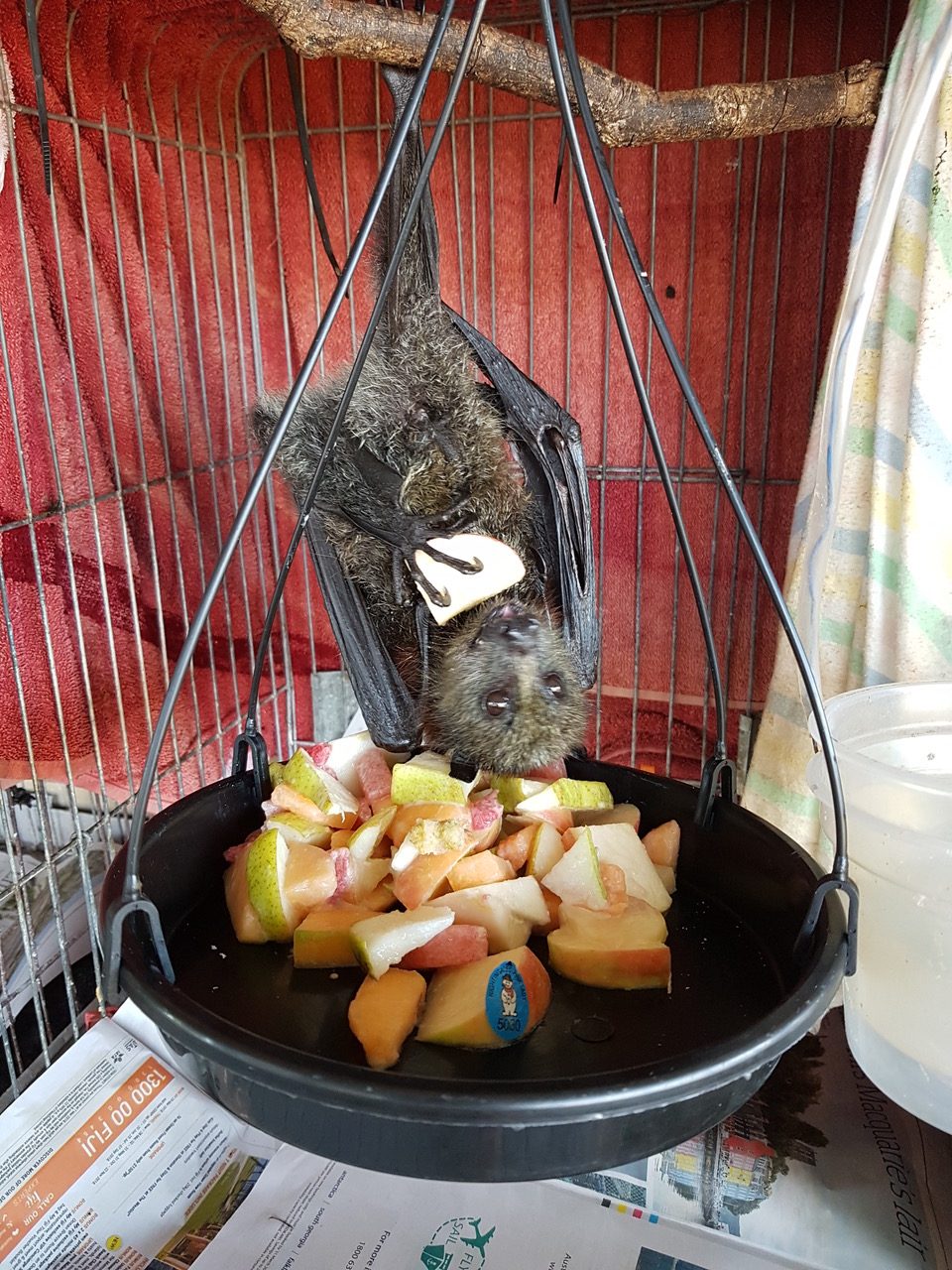  Flying-Foxes are friends to the forest