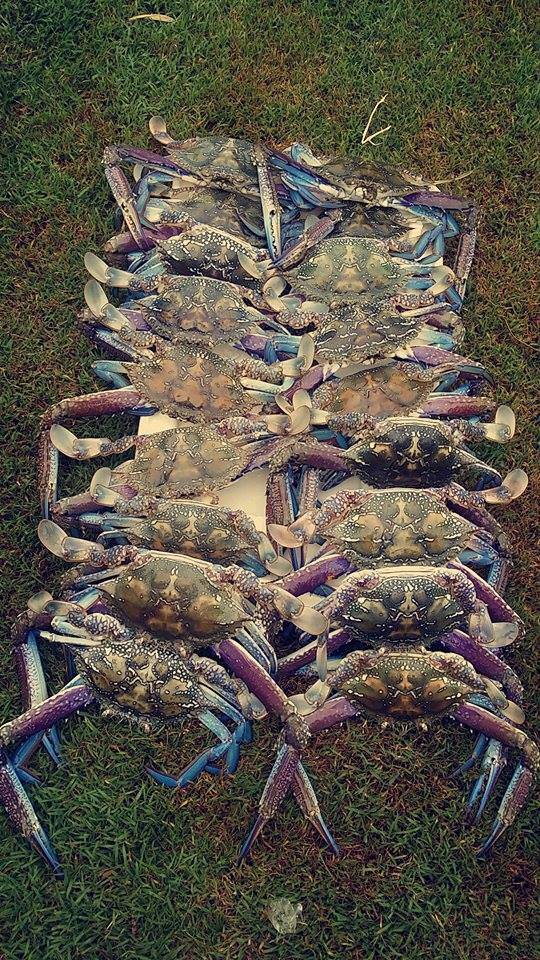  Corps de Crab Ballet!