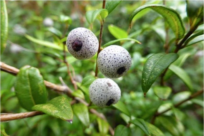  Edible Australian Natives