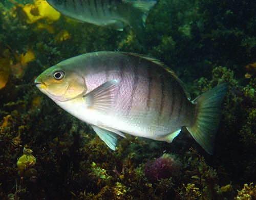  The secret society of Luderick hunters