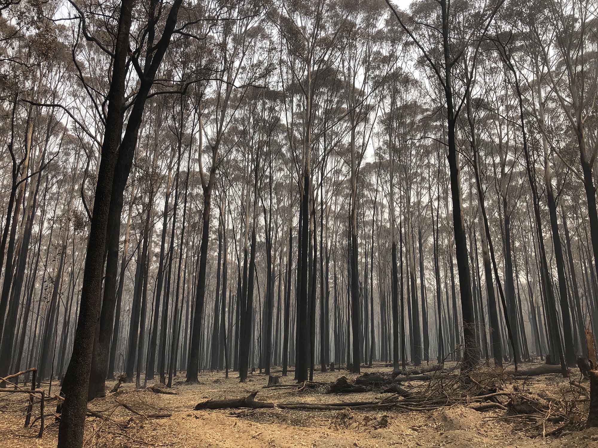  Fire Storm – The Aftermath