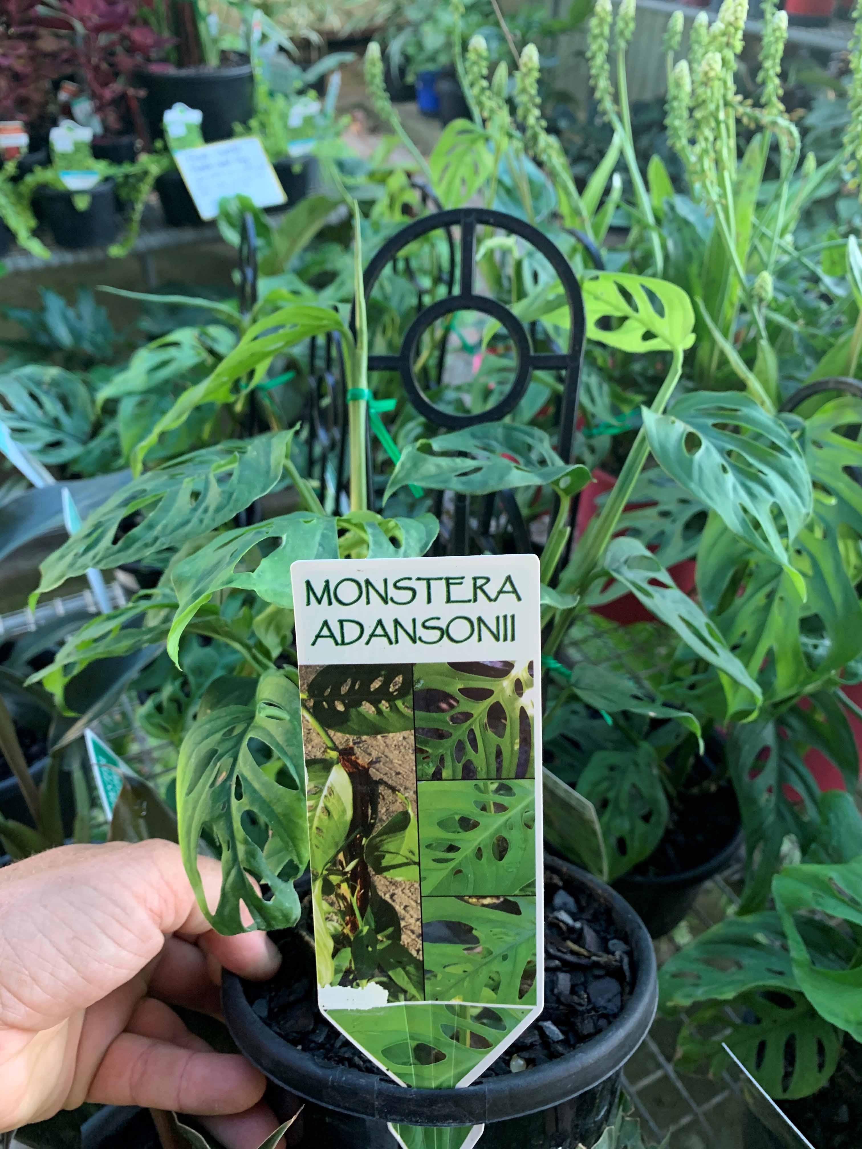  GARDENING 101: Top indoor plants for the new #Plantparent