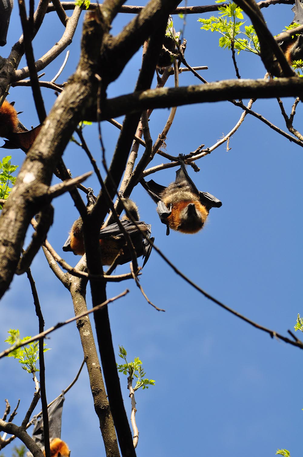  OUR WINGHAM BRUSH IS DYING