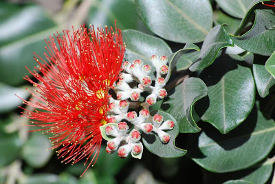  PLANTS TO ENCOURAGE CHRISTMAS SPIRIT IN TOUGH TIMES