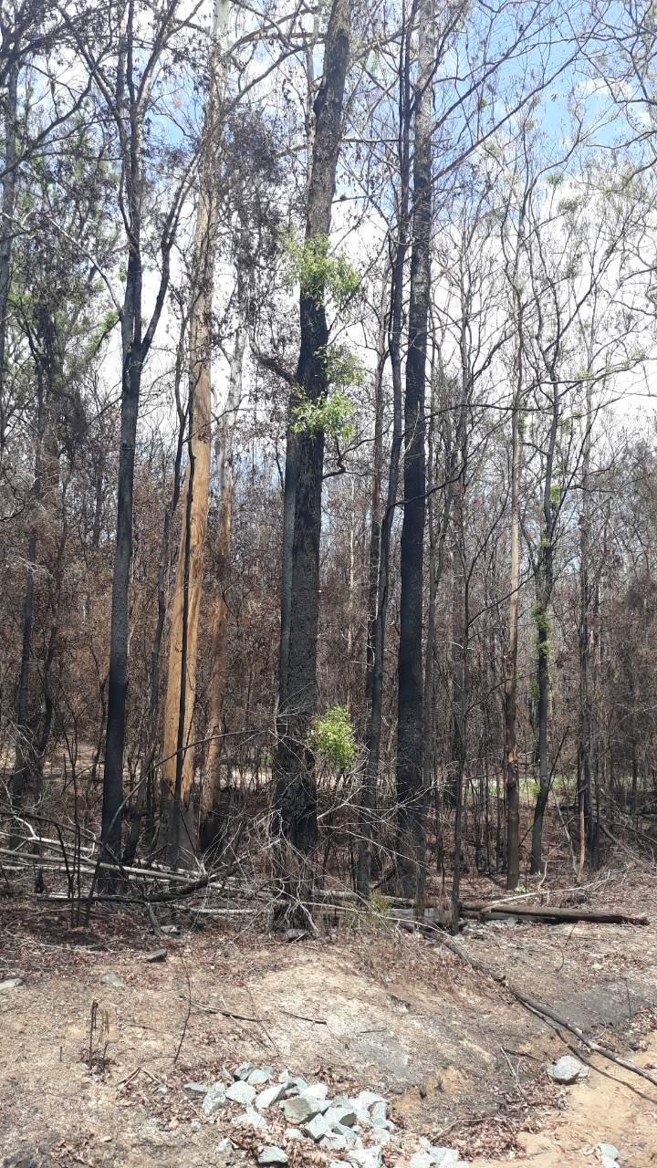  A TOUCH OF GREEN, A GIFT OF HOPE