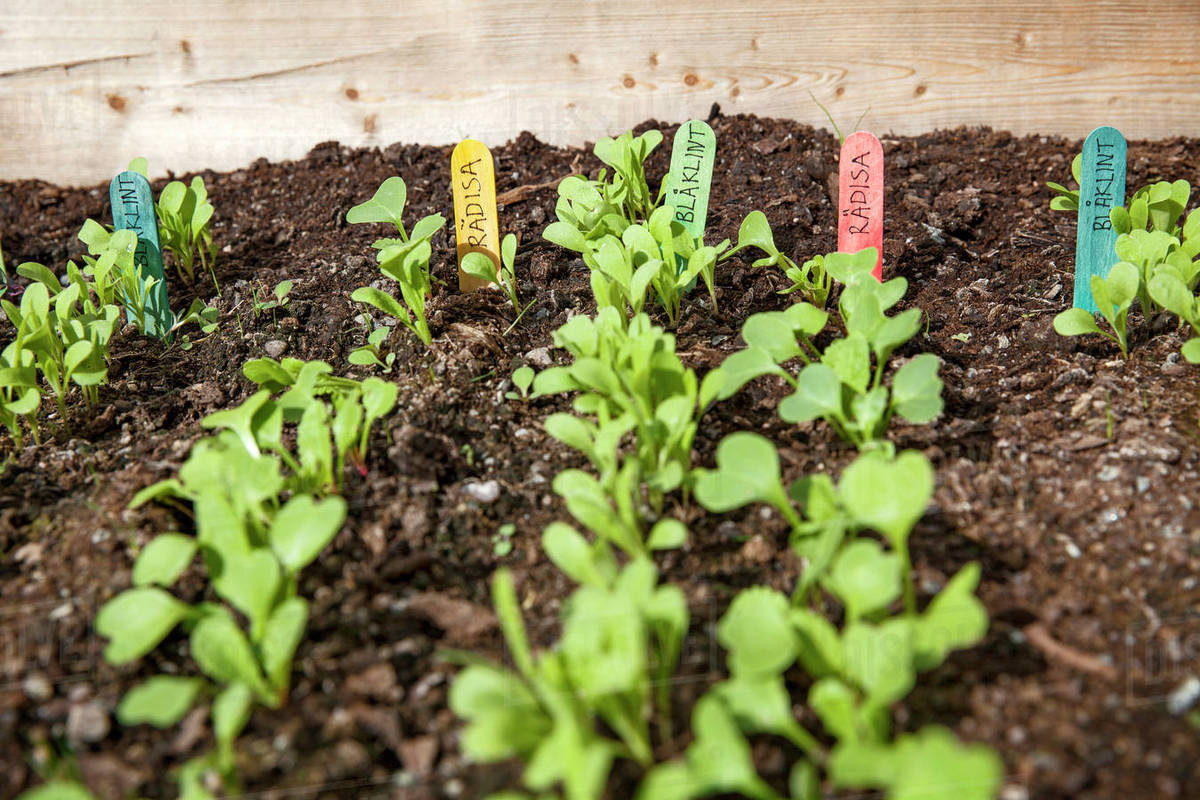  SYMPTOMS OF GARDENING ARE CATCHING ON