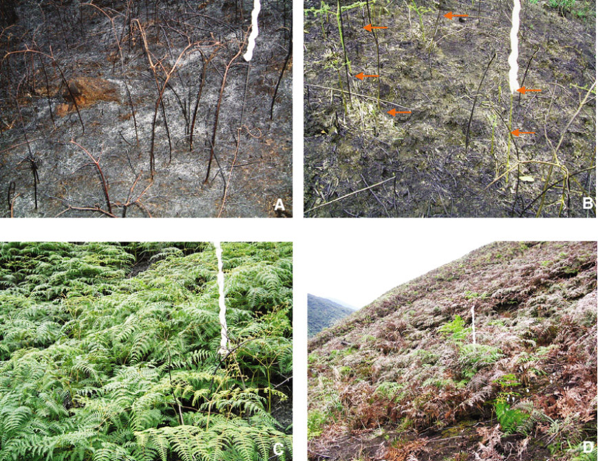  How to deal with post-fire weeds