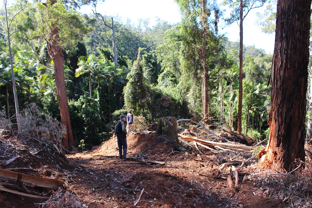  FIGHTING FOR THE FOREST