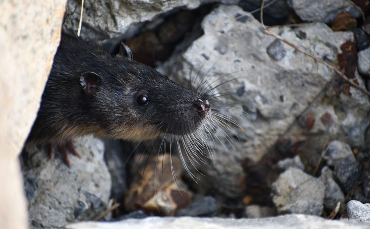  A stroll on Stockon seawall shows us a secret or two