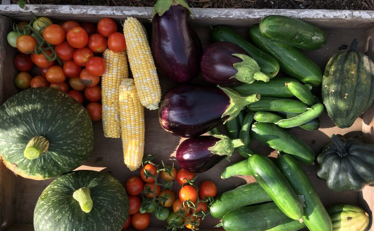  Our top 10 vegetables to plant in Spring