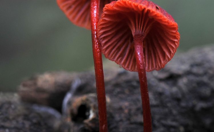  A FLOURISHING OF FUNGI