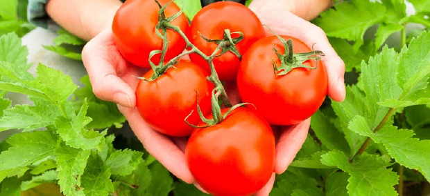  GROWING GREAT TOMATOES