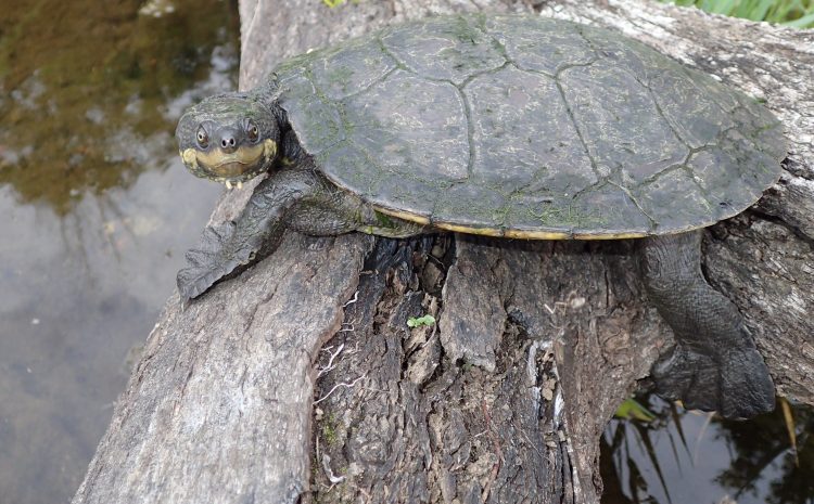  OUR STAR TURTLE GOES HOLLYWOOD