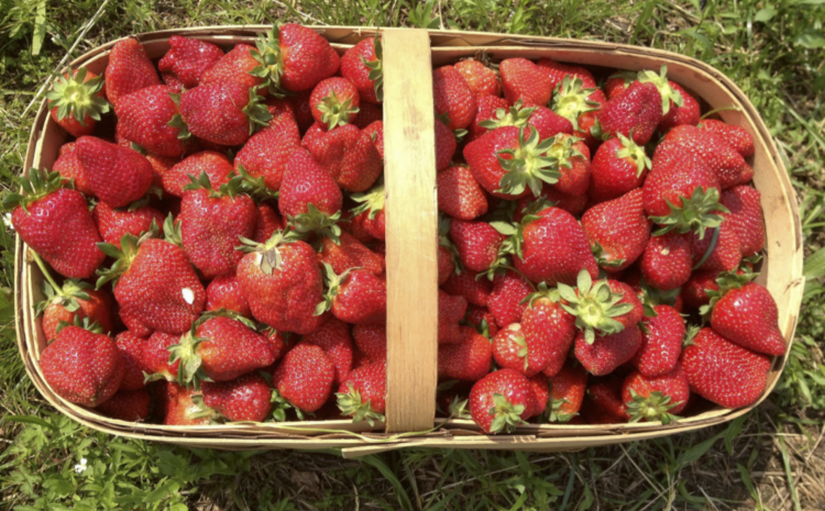  GROWING STRAWBERRIES