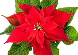  POINSETTIAS AT CHRISTMAS TIME