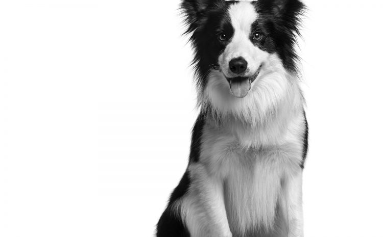  DOGS – MAN’S BEST FRIEND… ESPECIALLY DURING COVID-19 LOCKDOWN