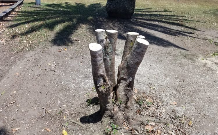  DEATH OF A TREE… AGAIN