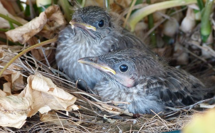  GENTLE SOUNDS AND SIGHTS THAT MAKE US SMILE