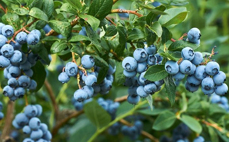  GROWING BLUEBERRIES ON THE MID NORTH COAST