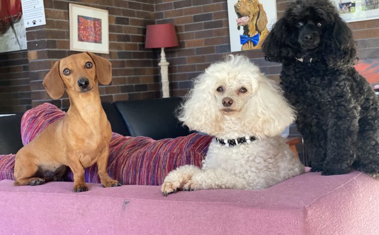  WINGHAM PET MOTEL GETS A BIG BARK OF APPROVAL