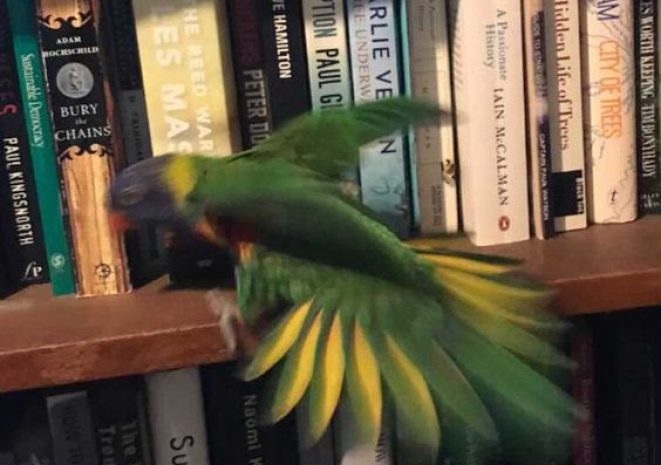  THE WINDOW IS STILL OPEN