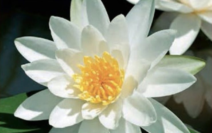  It’s Waterlily Season