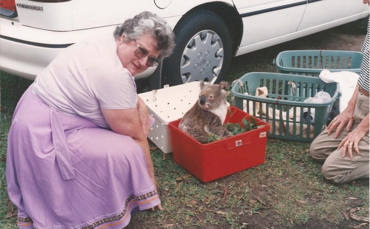  COUNCIL KICKS OUT THE KOALAS