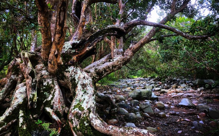  GLOUCESTER COULD SHOW THE WAY… IF…