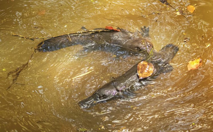  PLAYMATES AND PUGGLES