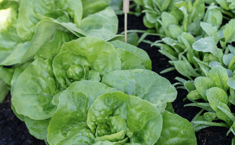  How to start a vegetable garden