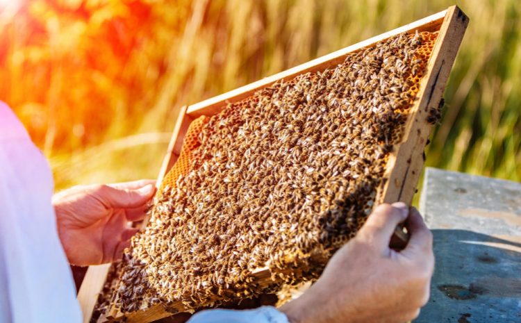  A MITE-Y DANGER CLOSES IN ON OUR COAST