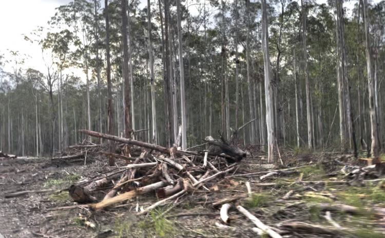  COUNCIL’S MADE A START, BUT SAVING OUR ENVIRONMENT STILL HAS A LONG WAY TO GO.