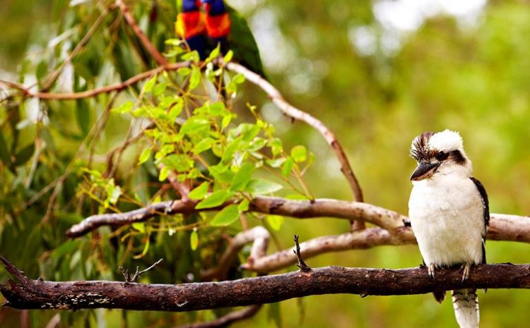  BEST PLANTS TO BRING BIRDS TO YOUR GARDEN