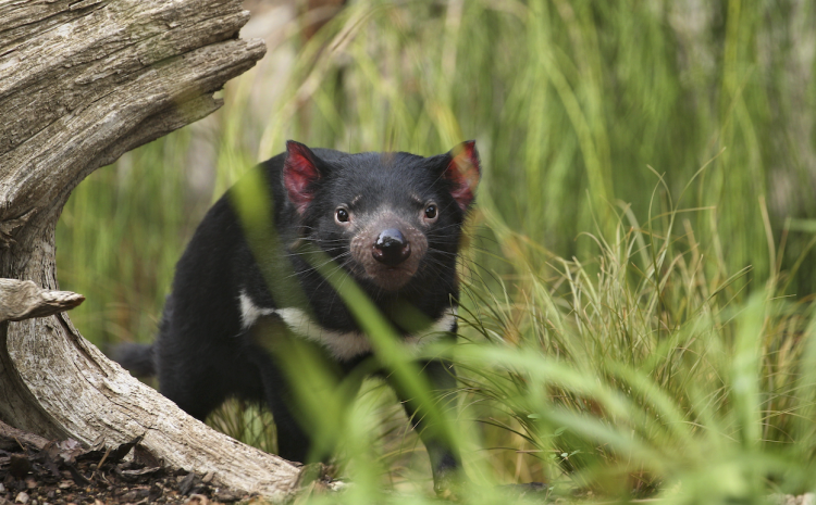  REWILDING AUSTRALIA AND THE WORLD