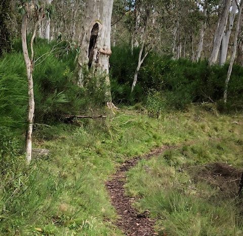  BRUMBIES AND BROOM INVADERS OF THE BARRINGTON TOPS