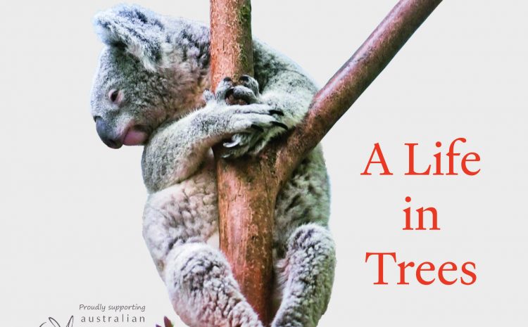  KOALA! . . . A LIFE IN TREES