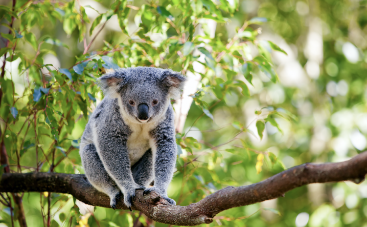  IS THERE REALLY ANY HOPE FOR OUR KOALAS?