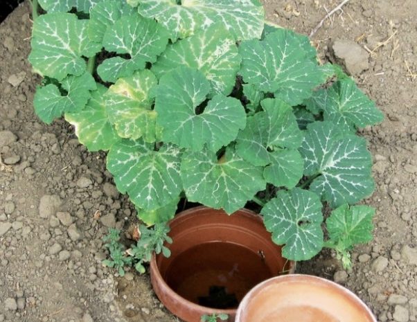  IS IT TIME TO RETHINK OUR GARDENING PRACTICES?